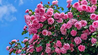 欧美蔷薇素材网站视频,浪漫花海中的视觉盛宴