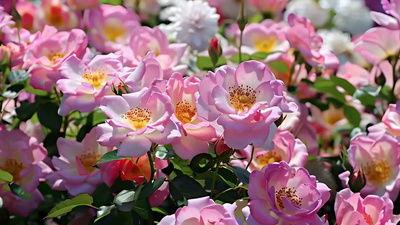 欧美蔷薇素材网站视频,浪漫花海中的视觉盛宴