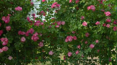 欧美蔷薇素材网站视频,浪漫花海中的视觉盛宴