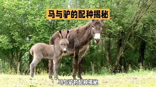 马驴交视频欧美,欧美视角下的动物繁殖奥秘