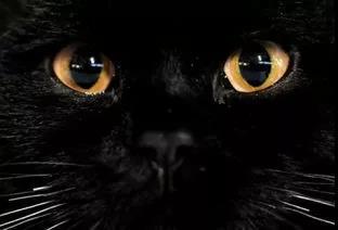 欧美猫眼眼睛特效视频,揭秘猫眼魅惑瞬间