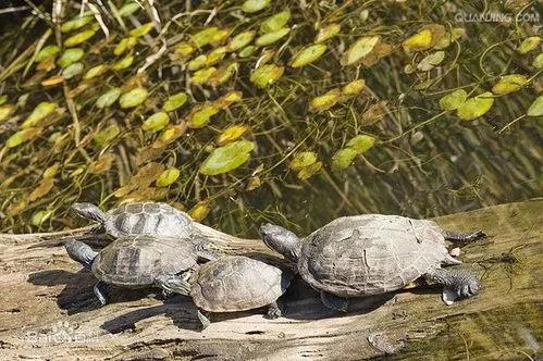 欧美绿帽龟公系列视频,揭秘隐秘的欲望世界