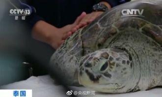 欧美绿帽龟公系列视频,揭秘隐秘的欲望世界