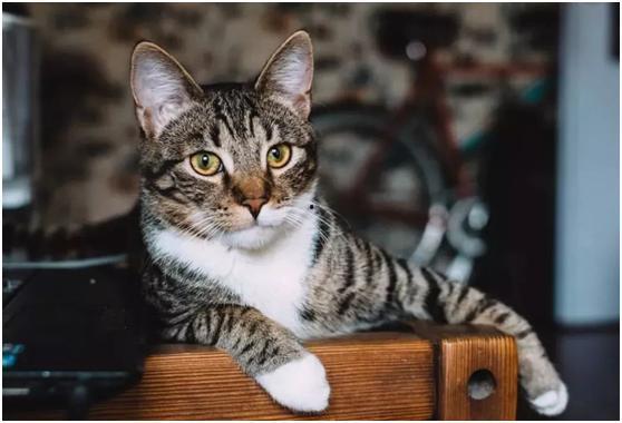 欧美有狸花猫吗视频,欧美地区是否存在狸花猫的揭秘