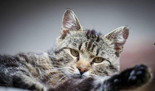 欧美有狸花猫吗视频,欧美地区是否存在狸花猫的揭秘