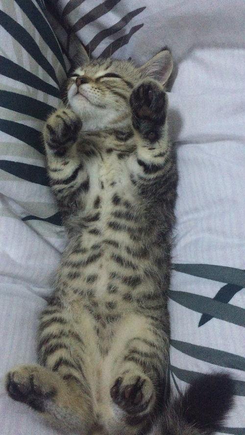 欧美有狸花猫吗视频,欧美地区是否存在狸花猫的揭秘